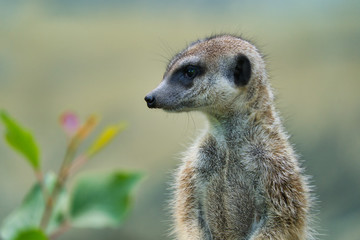 Suricata portrait standing watching and patrolling