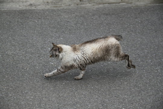 Lonely running brown cat tale amputated