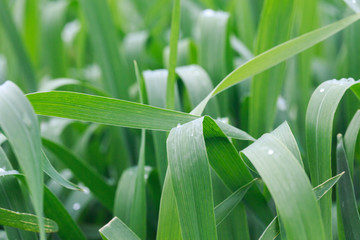 Lush green grass. Spring background. Drops of dew on the leaves. Copy space. Fresh bright texture.