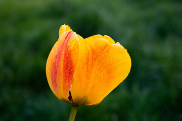orange gelbe tulpe