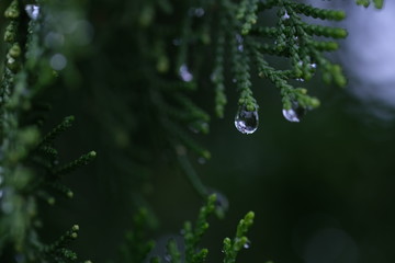 Rain drop on the leaves of thuja, shot on macro