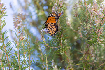 orange and black monarch butterfly perched on a tree