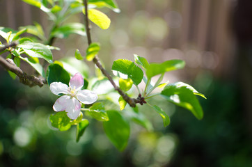 Gentle pink apple blossom on a spring branch outdoors