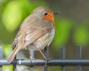 Rotkehlchen auf dem Gartenzaun