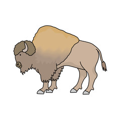 アメリカバイソン