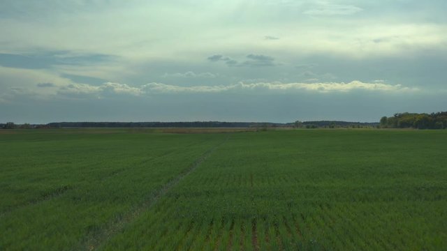 Aerial drone flying over field of winter wheat and countryside at sunny cloudy spring time. Wonderful drone video for ecological concept 