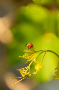 Little beautiful ladybug at the young grape leaves on the blurred green background. Bright picture, summer nature concept.