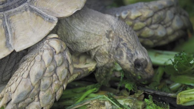sulcata tortoise mouth rot