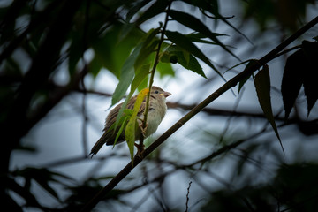 lonely sparrow bird on a branch during rain season