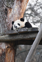 giant panda rests on a treeto sleep © superpapero