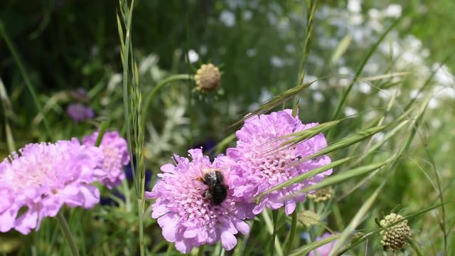 Closeup of a small bumblebee on the flower of field scabious