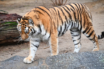 an adult bengal tiger walking