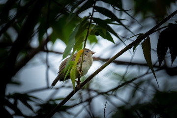 Sparrow on branch during rain season 