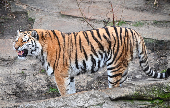 a solitary adult bengal tiger