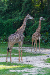 Reticulated giraffe in the zoo