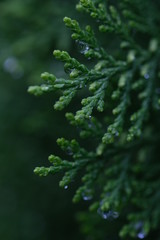 Fototapeta premium Rain drop on the leaves of thuja, shot on macro