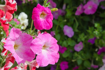 Naklejka premium Beautiful pink morning glory flowers in sunlight