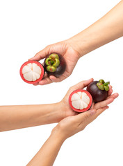 Mangosteen isolated on the white background, Woman holding tasty organic delicious Mangosteen on...