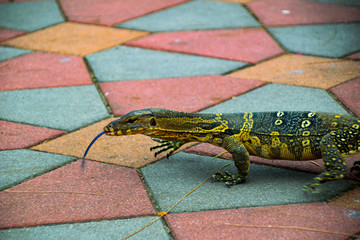 Kleiner Leguan auf dem Gehweg in Thailand 