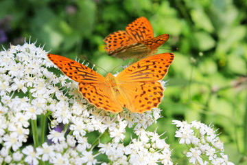 butterfly on flower