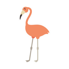 cute flamingo animal vector