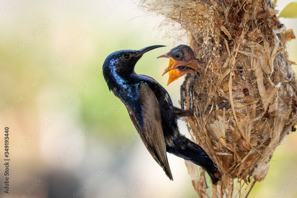 Wall mural Image of Purple Sunbird (Male) feeding baby bird in the bird's nest on nature background. (Cinnyris asiaticus). Bird. Animals.