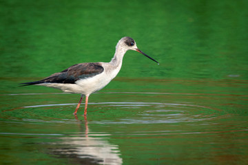 Image of Black-winged Stilt (Himantopus himantopus) are looking for food. Bird. Wild Animals.