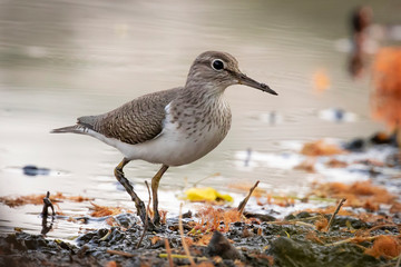 Image of Common Sandpiper bird (Actitis hypoleucos) looking for food in the swamp on nature background. Bird. Animals.
