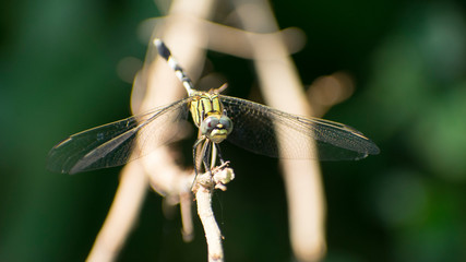 orange yellow black Dragonfly Flying india