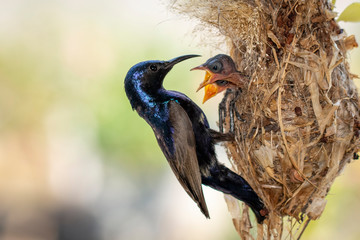Image of Purple Sunbird (Male) feeding baby bird in the bird's nest on nature background. (Cinnyris asiaticus). Bird. Animals.