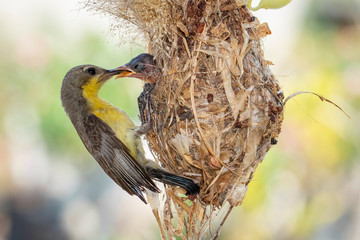Image of Purple Sunbird (Female) feeding baby bird in the bird's nest on nature background....