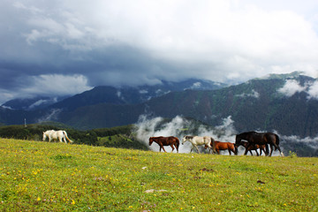 Fototapeta na wymiar Horses in wild and mountain valley, Georgia