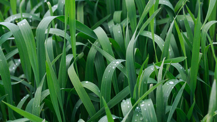 Lush green grass. Spring background. Drops of dew on the leaves. Copy space. Fresh bright texture.