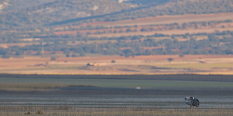 Gallocanta,Zaragoza/Spain; Feb.11, 2019. The migratory passage of the Common Crane (Grus grus) through the Gallocanta Lagoon; one of the rest stops.