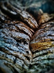 Ants on the cork tree