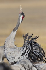 Gallocanta,Zaragoza/Spain; Feb.11, 2019. The migratory passage of the Common Crane (Grus grus) through the Gallocanta Lagoon. In the image a energetic and relentless trumpeting.