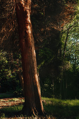 Obraz premium Pine trunk close-up.The old thick tree
