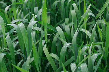 Obraz premium Lush green grass. Spring background. Drops of dew on the leaves. Copy space. Fresh bright texture.