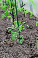 Tomato seedlings in a polycarbonate greenhouse. Growing vegetables and fruits in winter and early spring. Sprouts in garden