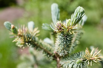 Blaufichte mit Blüte mit Austrieb