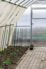 Tomato seedlings in a polycarbonate greenhouse. Interior of building for growing vegetables and fruits in winter and early spring. Sprouts in garden