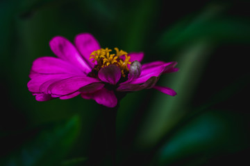Fototapeta premium beautiful close up of pink zinnia flower, shot on macro