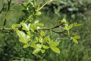 Dreiblattzitrone (Poncirus trifoliata)