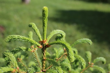 Fichtentrieb frisch ausgetrieben