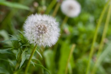 Pusteblume