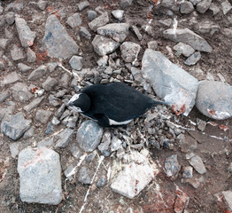 Fototapeta premium Overhead view of adult Chinstrap Penguin lying on nest, Halfmoon Island, Antarctic Peninsula