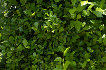 green leaves background