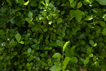 green leaves background