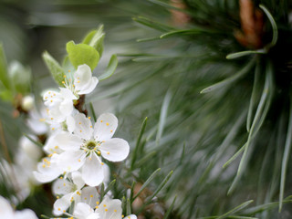 Background with white cherry flowers and green pine needles.