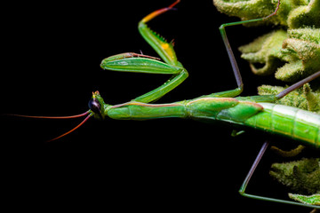 Mantis